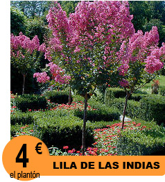 Tulipanes precoces