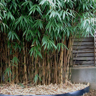 comprar-bambues