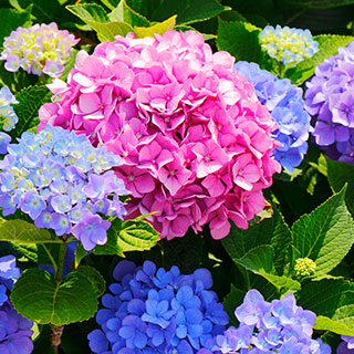 comprar-hortensias-hydrangea-es