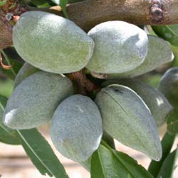 almendros-arbole-frutales