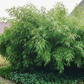 bambues-cespitosos-bambues-no-invasivos