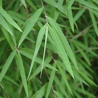 bambues-fargesia