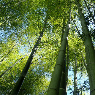 bambues-gigantes-mas-de-9-metros