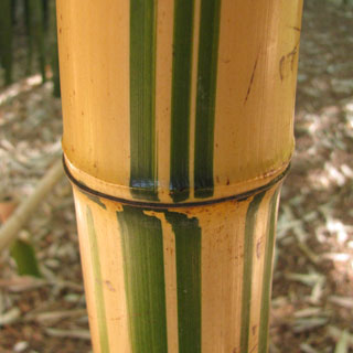 bambues-phyllostachys