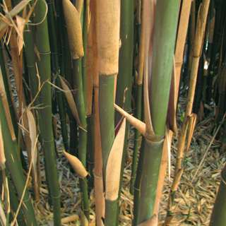 bambues-semiarundinaria