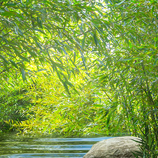 bambues-usados-para-la-descontaminacion-del-agua