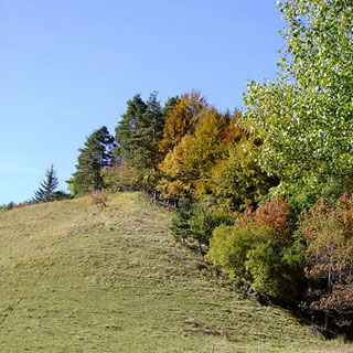 borde-florestal