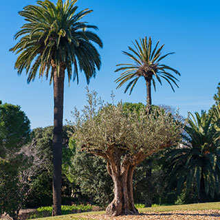 olivos-palmeras