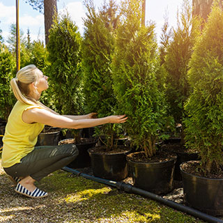 catalogo-de-plantas-ya-crecidas-para-setos