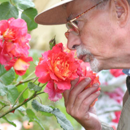 comprar-rosales-perfumados