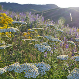 aquilea-achillea