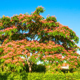 albizia-julibrissin-acacia-de-constantinopla-arbol