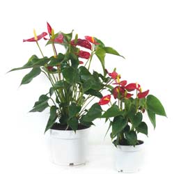 anturio-anthurium-plantas-de-interior