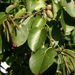 aliso-alnus-arbol