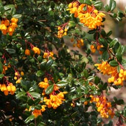 agracejo-berberis-arbusto