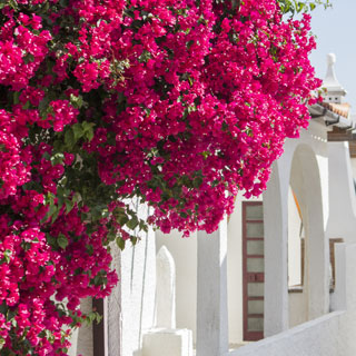 buganvilla-bougainvillea-plantas-trepadoras