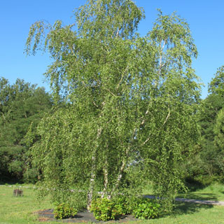 abedul-betula-arbol