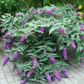 budelia-buddleia-arbusto