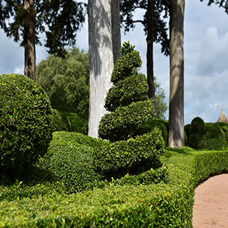 boj-buxus-arbusto