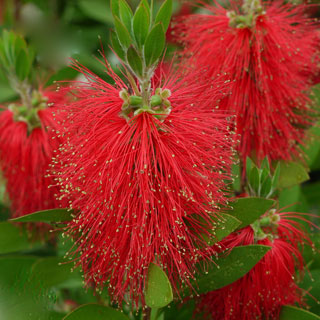 callistemon-limpiatubos-limpiabotellas