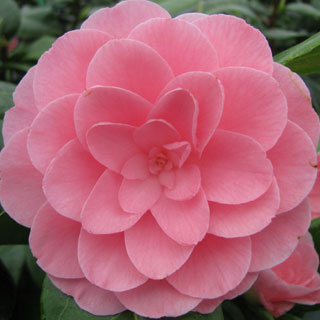 camelia-camellia-arbusto