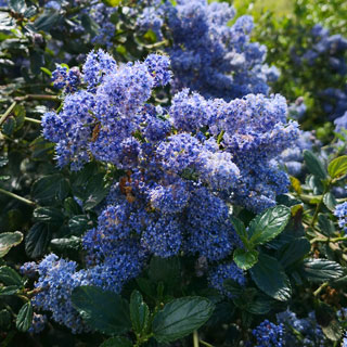 ceanoto-ceanothus