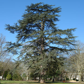 cedro-cedrus-arbol