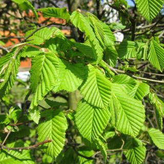 carpes-carpinus