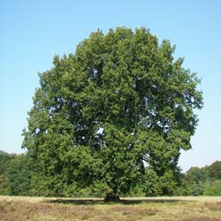 roble-quercus-arbol