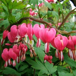 corazon-de-maria-dicentra