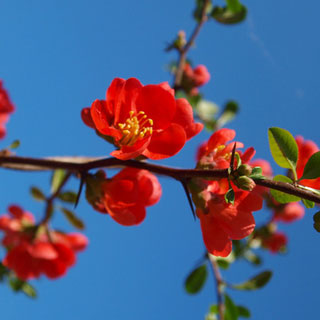 membrillero-de-flor-chaenomeles-japonica-arbusto