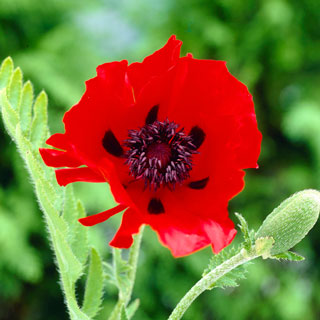 amapola-de-oriente-papaver-orientale