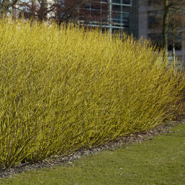 cornejo-cornus-arbusto