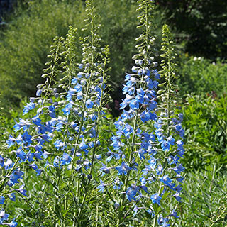 delphinium