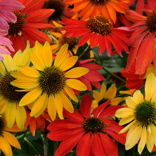 equinacea-echinacea-plantas-vivazes