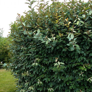 elaeagnus-plantas-de-setos