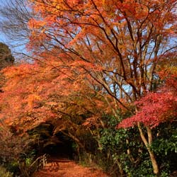 arce-japones-acer-palmatum