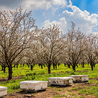 esencias-futuro-en-la-agricultura