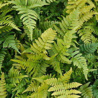 helechos-plantas