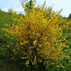 retama-negra-cytisus-arbusto