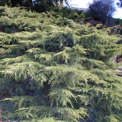 juniperus-coniferas