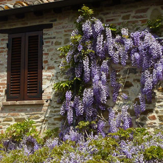 glicinia-wisteria-plantas-trepadoras