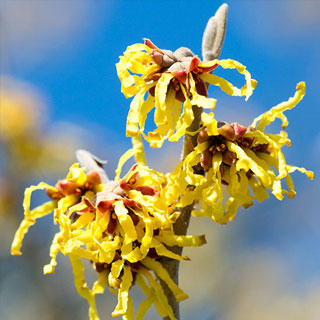 hamamelis-arbusto-floracion-de-invierno