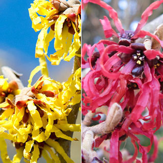 hamamelis-hamamelis