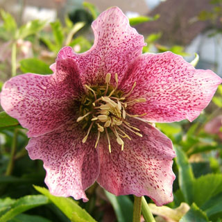 rosa-de-navidad-helleborus