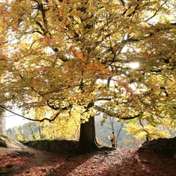 haya-fagus-arbol