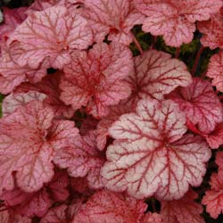 heuchera