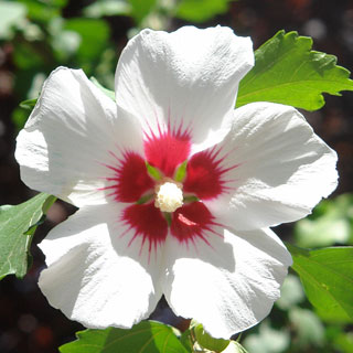 altea-rosa-de-siria-hibiscus-arbusto