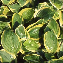 hosta-plantas-vivazes