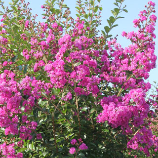 lagerstroemia-lila-de-las-indias-arbusto